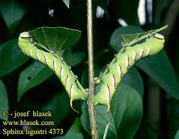 Attēlu rezultāti vaicājumam “Sphinx ligustri larva”