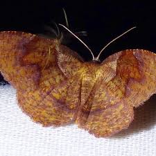 Attēlu rezultāti vaicājumam “Plagodis pulveraria”