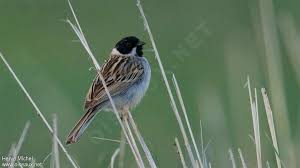 Image result for Emberiza pallasi