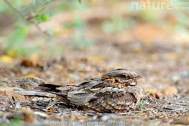 Image result for Caprimulgus ruficollis