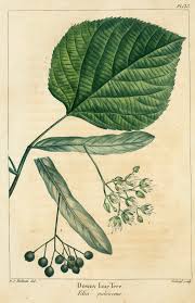 Attēlu rezultāti vaicājumam “Tilia americana”