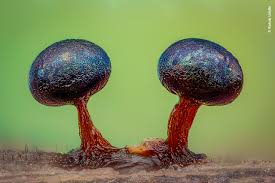 Attēlu rezultāti vaicājumam “Craterium minutum macro”