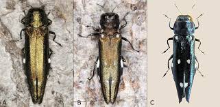 Attēlu rezultāti vaicājumam “Adomerus biguttatus”