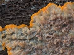 Attēlu rezultāti vaicājumam “Asterodon ferruginosus”