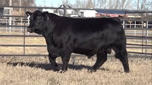 Image result for angusyoun