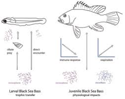 Image result for Centropristis striata