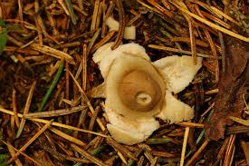 Attēlu rezultāti vaicājumam “Geastrum quadrifidum”