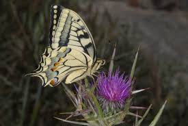 Attēlu rezultāti vaicājumam “Papilio machaon”