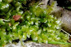 Attēlu rezultāti vaicājumam “Plagiomnium elatum”