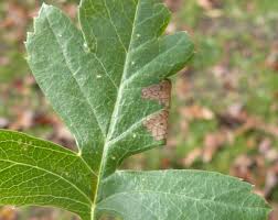 Attēlu rezultāti vaicājumam “Parornix anglicella”