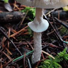 Attēlu rezultāti vaicājumam “Stropharia hornemannii”