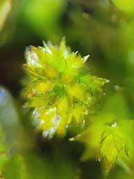 Attēlu rezultāti vaicājumam “Platygyrium repens”