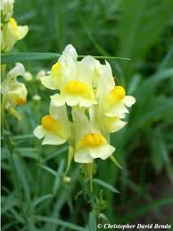 Image result for Linaria vulgaris