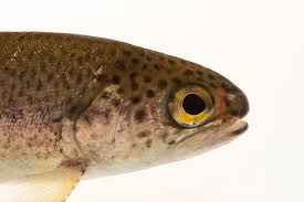 Image result for Oncorhynchus mykiss