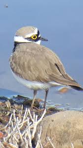 Attēlu rezultāti vaicājumam “Charadrius dubius”