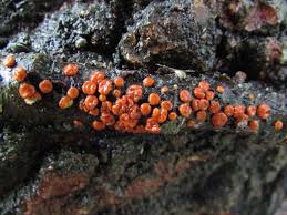 Attēlu rezultāti vaicājumam “Peniophora rufa”