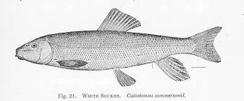 Image result for Catostomus commersonii