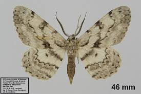 Attēlu rezultāti vaicājumam “Hypomecis roboraria”