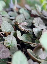 Attēlu rezultāti vaicājumam “Physarum braunianum plasmodium”