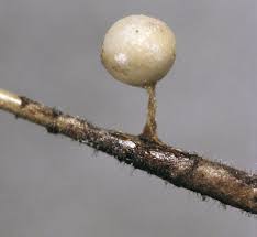 Attēlu rezultāti vaicājumam “Arcyria globosa spores”