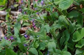 Attēlu rezultāti vaicājumam “Pulmonaria obscura leaf”
