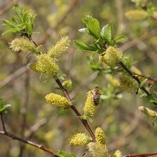 Attēlu rezultāti vaicājumam “Salix myrsinifolia”