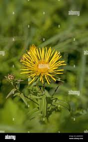 Attēlu rezultāti vaicājumam “Inula salicina flower”