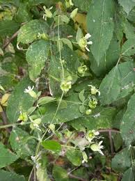 Attēlu rezultāti vaicājumam “Silene baccifera fruit”