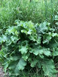 Attēlu rezultāti vaicājumam “Arctium lappa leaf”