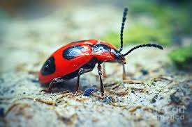 Attēlu rezultāti vaicājumam “Endomychus coccineus”