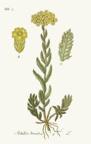 Attēlu rezultāti vaicājumam “Chara tomentosa”