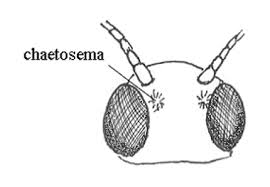 Attēlu rezultāti vaicājumam “Semioscopis avellanella imago”