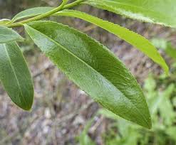 Attēlu rezultāti vaicājumam “Salix x fragilis”