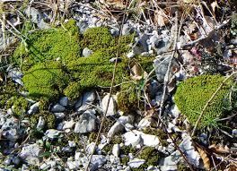 Attēlu rezultāti vaicājumam “Tortella tortuosa”