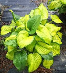 Attēlu rezultāti vaicājumam “Hosta sp.”