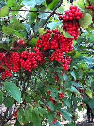 Attēlu rezultāti vaicājumam “Schisandra chinensis”