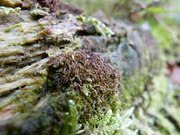 Attēlu rezultāti vaicājumam “Nowellia curvifolia”