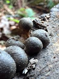 Attēlu rezultāti vaicājumam “Lycogala leopardinum young”