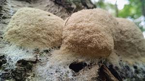 Attēlu rezultāti vaicājumam “Fuligo septica var. candida plasmodium”