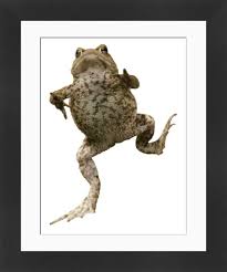 Attēlu rezultāti vaicājumam “Bufo bufo”