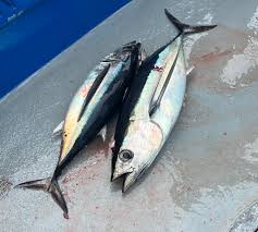 Image result for Thunnus alalunga