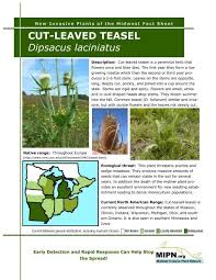Image result for Dipsacus laciniatus