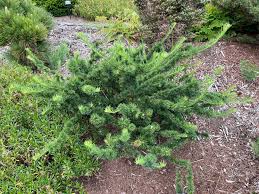 Attēlu rezultāti vaicājumam “Larix”