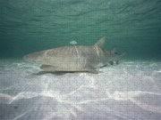 Image result for Negaprion acutidens