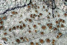 Attēlu rezultāti vaicājumam “Lecanora carpinea”