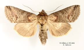 Attēlu rezultāti vaicājumam “Abrostola triplasia”