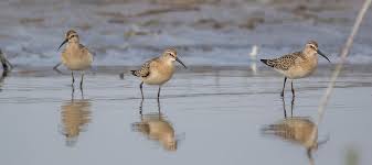 Attēlu rezultāti vaicājumam “Calidris ferruginea”