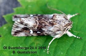 Attēlu rezultāti vaicājumam “Calophasia lunula”