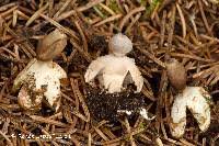 Attēlu rezultāti vaicājumam “Geastrum quadrifidum”