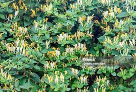 Attēlu rezultāti vaicājumam “Lonicera caprifolium”